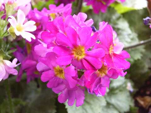 �v�������E�}���R�C�f