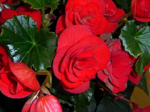 リーガース・ベゴニア