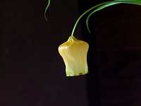 �T���_�[�\�j�A