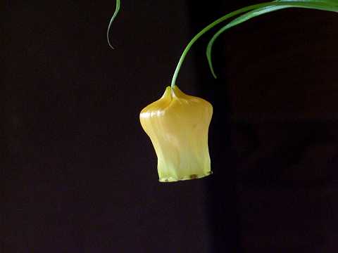 サンダーソニア