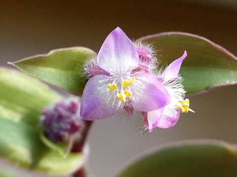 セトクレアセア