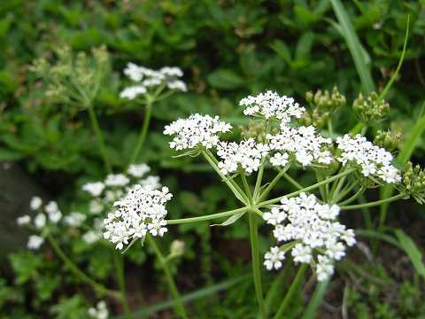 シラネニンジン