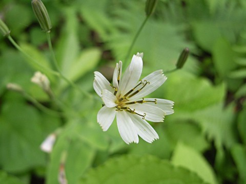 シロバナニガナ