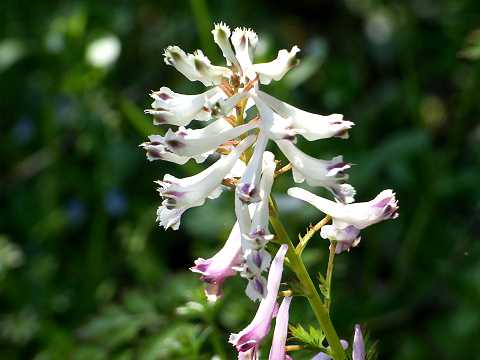 シロヤブケマン