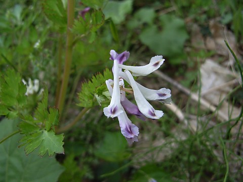 シロヤブケマン