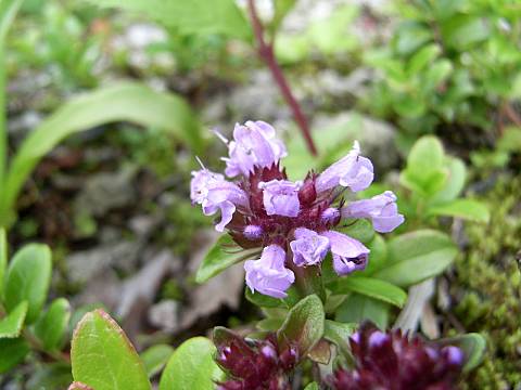 タテヤマウツボグサ