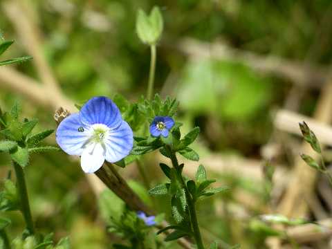 タチイヌノフグリ