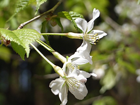 チョウジザクラ