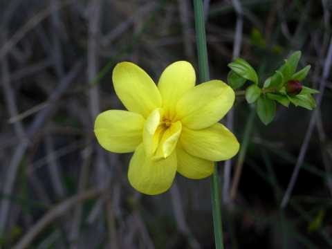 ウンナンオウバイ