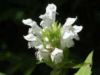 �V���o�i�E�c�{�O�T