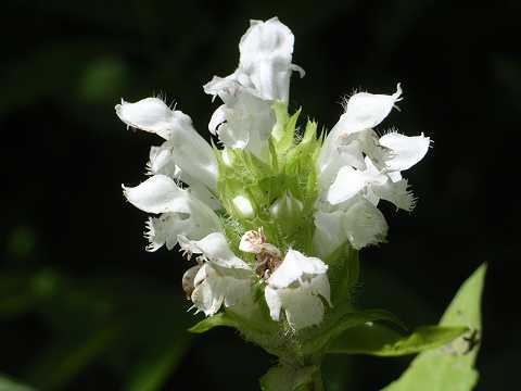 シロバナウツボグサ