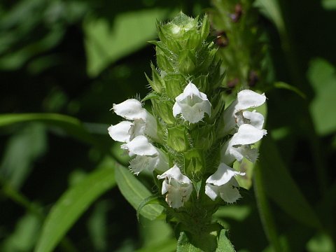 シロバナウツボグサ