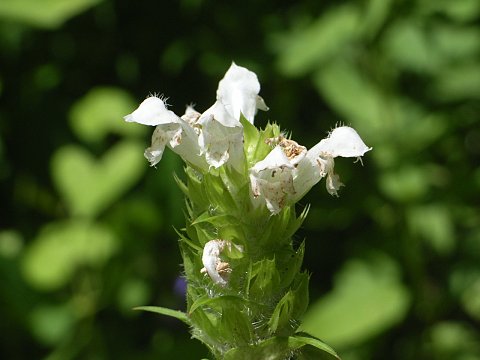 シロバナウツボグサ
