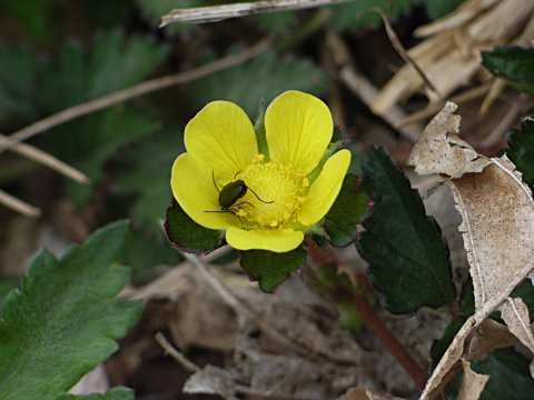 ヤブヘビイチゴ