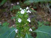 ���}�g�E�o�i