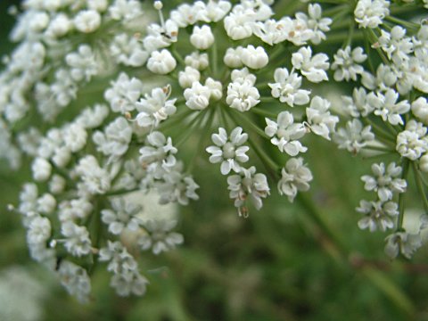 ���}�[��