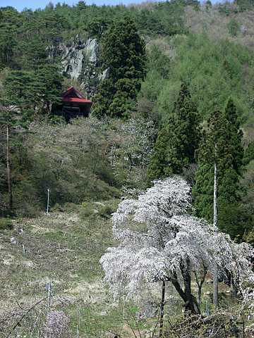 赤和観音の枝垂れ桜