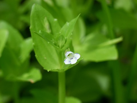 アメリカアゼナ