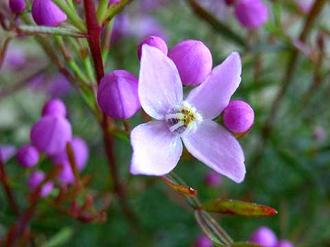 ボロニア・ピナータ