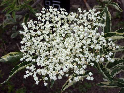 フイリセイヨウニワトコ
