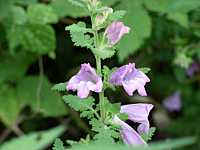 �R�V�I�K�}