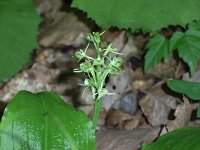 �N���L���\�E