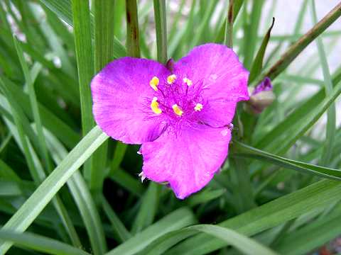 ムラサキツユクサ