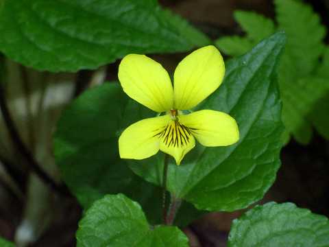 オオバキスミレ