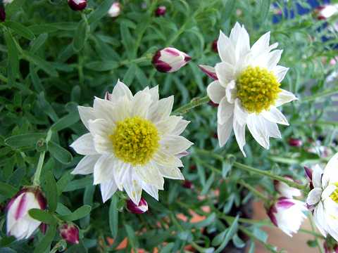 ペーパーカスケード