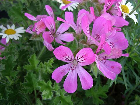 ニオイゼラニウム