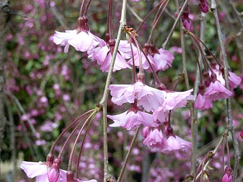 シダレザクラ
