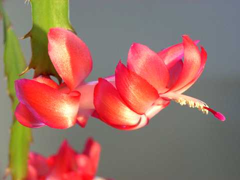 シャコバサボテン