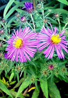 ���E�[���M�N