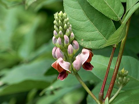 アメリカホドイモ