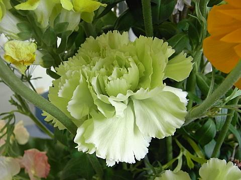 カーネーション