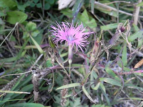 エゾカワラナデシコ