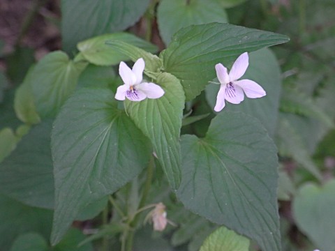 エゾノタチツボスミレ
