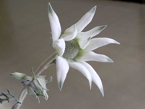 フランネルフラワー