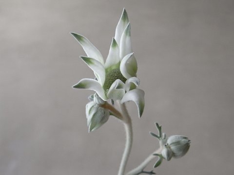 フランネルフラワー