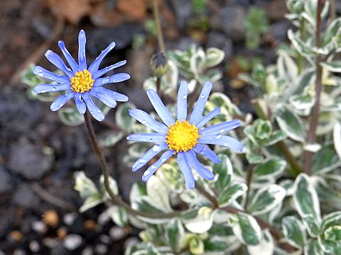 斑入りブルーデージー