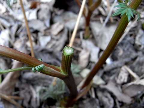 フクジュソウの茎