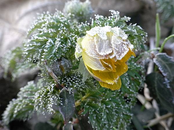 霜の降りたフクジュソウの蕾