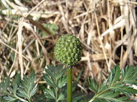 フクジュソウの実