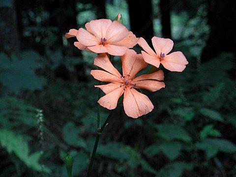 フシグロセンノウ