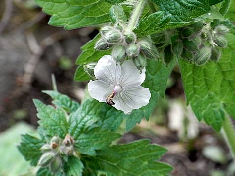 グンナイフウロ