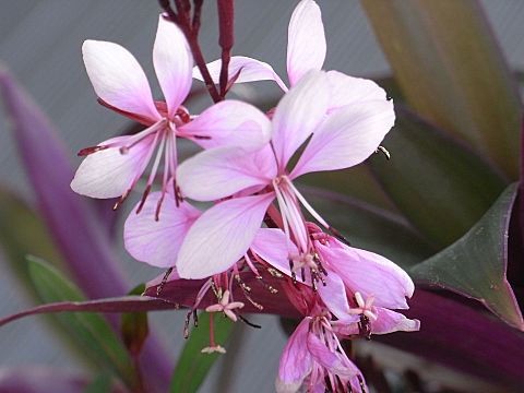 ハクチョウソウ