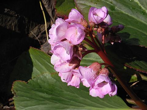 ヒマラヤユキノシタ