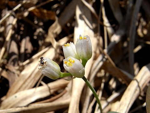 ヒメニラの雄花