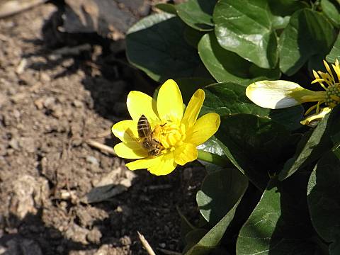 ヒメリュウキンカ