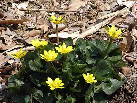 ヒメリュウキンカ